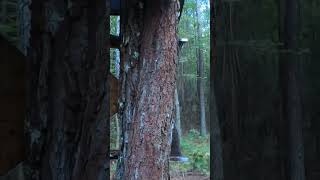 Tigercat cutter 92024 footage preview cuttingtree tree wood woodworking dad gopro [upl. by Hardman491]