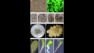 Isolation and Purification of Protoplast [upl. by Jeth]