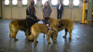 Leonberger in Crufts 2017 [upl. by Gerladina946]