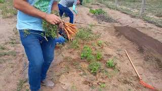 Primeiro dia na roça  Horticultura  Olericultura [upl. by Engedus138]