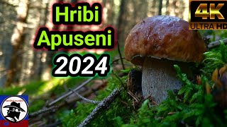 Hribi Apuseni 2024 boletus EDULIS Păduri conifere [upl. by Westland841]