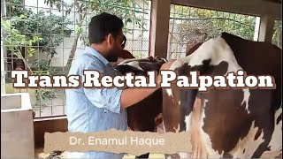 Trans Rectal Palpation  Dr Enamul Haque  01932051373 [upl. by Ednalrim658]