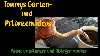 Palme umpflanzen und Ableger machen [upl. by Salisbarry]