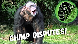 Chimpanzees Brawling With A Giant Stick At The Zoo [upl. by Irakuy]