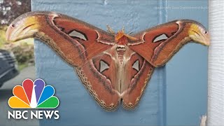 Worlds Largest Moth Species Found In Washington State [upl. by Kreiner259]