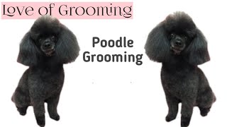 Grooming a Toy Poodle [upl. by Orimar]