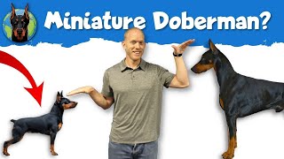 Miniature Pinscher vs Doberman Pinscher When It’s Time to Go Small [upl. by Emilee]