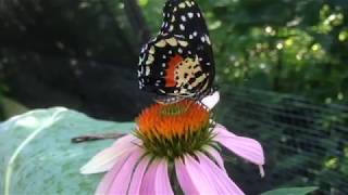 Native Texas Butterfly House amp Garden at Heard Natural Science Museum amp Wildlife Sanctuary [upl. by Nayab]