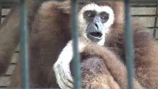 Singing whitehanded gibbon 歌うシロテテナガザル 【Cute animal videos】【羽村市動物園】 [upl. by Ashlen]