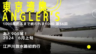 【東京湾奥】人生初 江戸川放水路／〇〇していなかった／シーバス釣り2024 6月上旬 Can We Catch Fish In Tokyo Bay 56 [upl. by Hollinger]