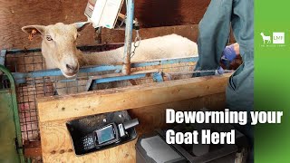 Deworming your Goat Herd [upl. by Amle]