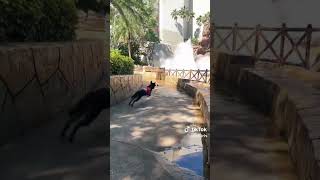 Service dog goes to Universal Studios [upl. by Anwad]