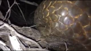 Pangolin at Tswalu by researcher Wendy Panaino [upl. by Yk262]