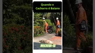 Cachorro Baiano  olha nível da preguiça desse cão kkk [upl. by Tumer948]