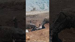 Komodo dragon Scavenging carcasses [upl. by Nawd534]