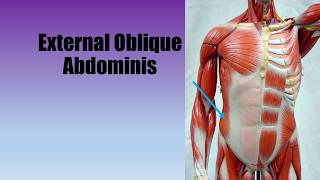 Muscle Actions External and Internal Oblique Abdominis [upl. by Anaed971]