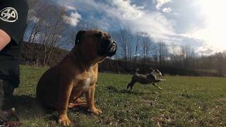 quot Continental Bulldog Qivi und Callas quot  Asgards Pride Bulldogs  Full HD  4K [upl. by Questa]