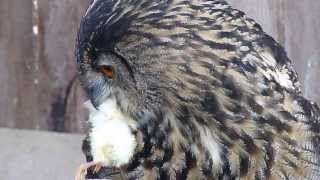 Uhu Fütterung European EagleOwl feed HD [upl. by Artinek]