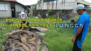 Ang inakalang sa bodega sa pansol pala nag si lungga  zuma haring ahas [upl. by Krysta]