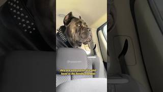 5 Top reasons to get a Cane Corso dog canecorso bigdog life family strong shorts [upl. by Kirkpatrick]