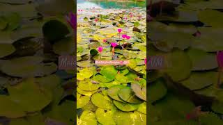 Samba Naathu saara kathu song cheran pandiyannature villagevillagelifeshortsvideo travel [upl. by Furgeson109]