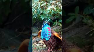 temmincks tragopan  tragopan [upl. by Ainotal]