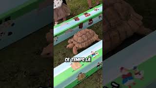 Qui va Gagner cette Fameuse Course  🐰🐢 [upl. by Nordine]