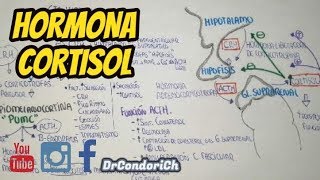 FISIOLOGIA Cortisol SintesisTransporte Metabolismo funcion y eliminacion [upl. by Coit115]