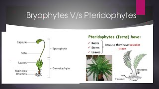 difference between bryophytes and pteridophytes [upl. by Havens]