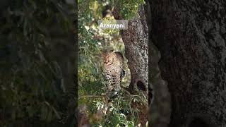 The beautiful Aranyani female of the Malelane area in KNP wildlife leopard nature animals [upl. by Afatsom]