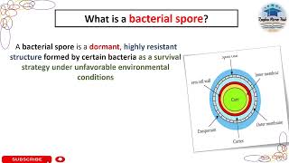 what is a bacterial spore  Bacterial spore in microbiology spore bacteriology [upl. by Schlenger]