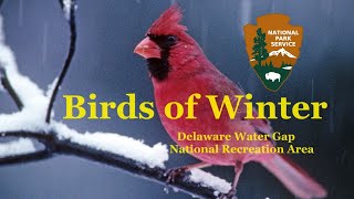 Birds in Winter  Happy Holidays in Delaware Water Gap National Recreation Area [upl. by Uttica]