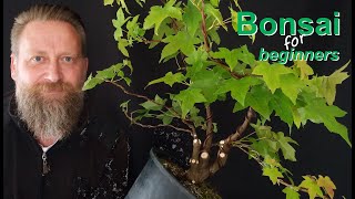 Wie gestaltet man einen Bonsai Grundform quotMehrfachstammquot [upl. by Morra964]