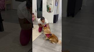 Mom catches dad yelling at dog because of this shorts [upl. by Eelrehpotsirhc682]