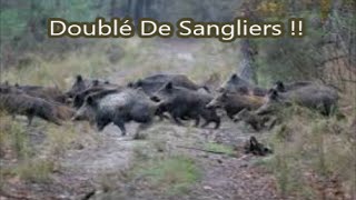 Chasse Aux Sangliers  Doublé De Sangliers  Une Grosse Compagnie De 15 Sangliers [upl. by Aivatnwahs]