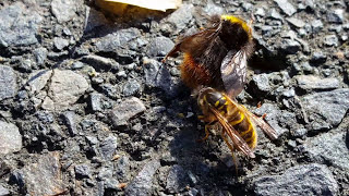 Wespe Tötet Hummel und frisst sie Todeskampf [upl. by Airdnua]