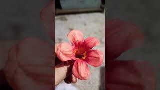 Campsis floweryoutubeshorts viralvideo trending plzlike subscribe [upl. by Timmie621]