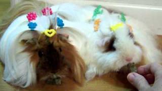 Peruvian Guinea Pig And Texel Guinea Pig Eating Alfalfa Slim [upl. by Andromada]