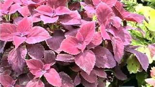 Coleus [upl. by Schlosser480]