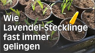 Lavendel durch Stecklinge vermehren  Schritt für Schritt Anleitung [upl. by Oicnerual430]