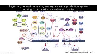 Microbial Genetics and Physiology  Exopolysaccharides in Sinorhizobium meliloti [upl. by Strickler864]