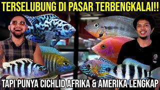 TERSELUBUNG DI PASAR TEBENGKALAI TAPI PUNYA CICHLID AFRIKA amp AMERIKA LENGKAP  REMEDIAL CICHLID [upl. by Lasala]