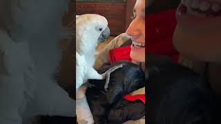 Watch my parrot meet my new puppy 🥹cockatoo parrot lab puppy reaction iloveyou adoptdontshop [upl. by Ursula]