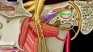 Auditory Tube Anatomy Animation [upl. by Rebmat]