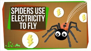 Turns Out Spiders Use Electricity to Fly [upl. by Aiepoissac]