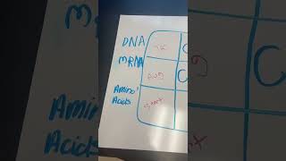 Protein Synthesis Review Activity [upl. by Berenice]