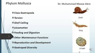 Phylum Mollusca Class Gastropoda Torsion Locomotion Digestion Reproduction and Development [upl. by Schinica]