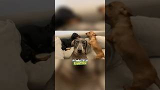 Good Dogs Get Good Treats  RxCKSTxR Comedy Voiceover comedy funnyanimals [upl. by Obocaj]