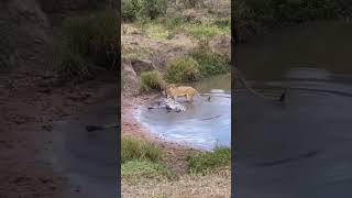 The animal world where lions hunt zebras are predators of the weak Animal world lion zebra [upl. by Llennej]