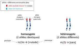 Comment démontrer quune maladie héréditaire se transmet de manière récessive [upl. by Pillihpnhoj]